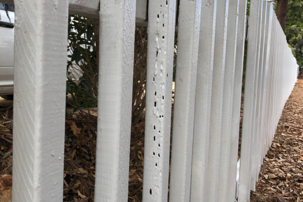 How to Prevent Termites in Your Wood Fence