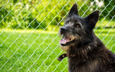 Top Fence Options for Large Pets