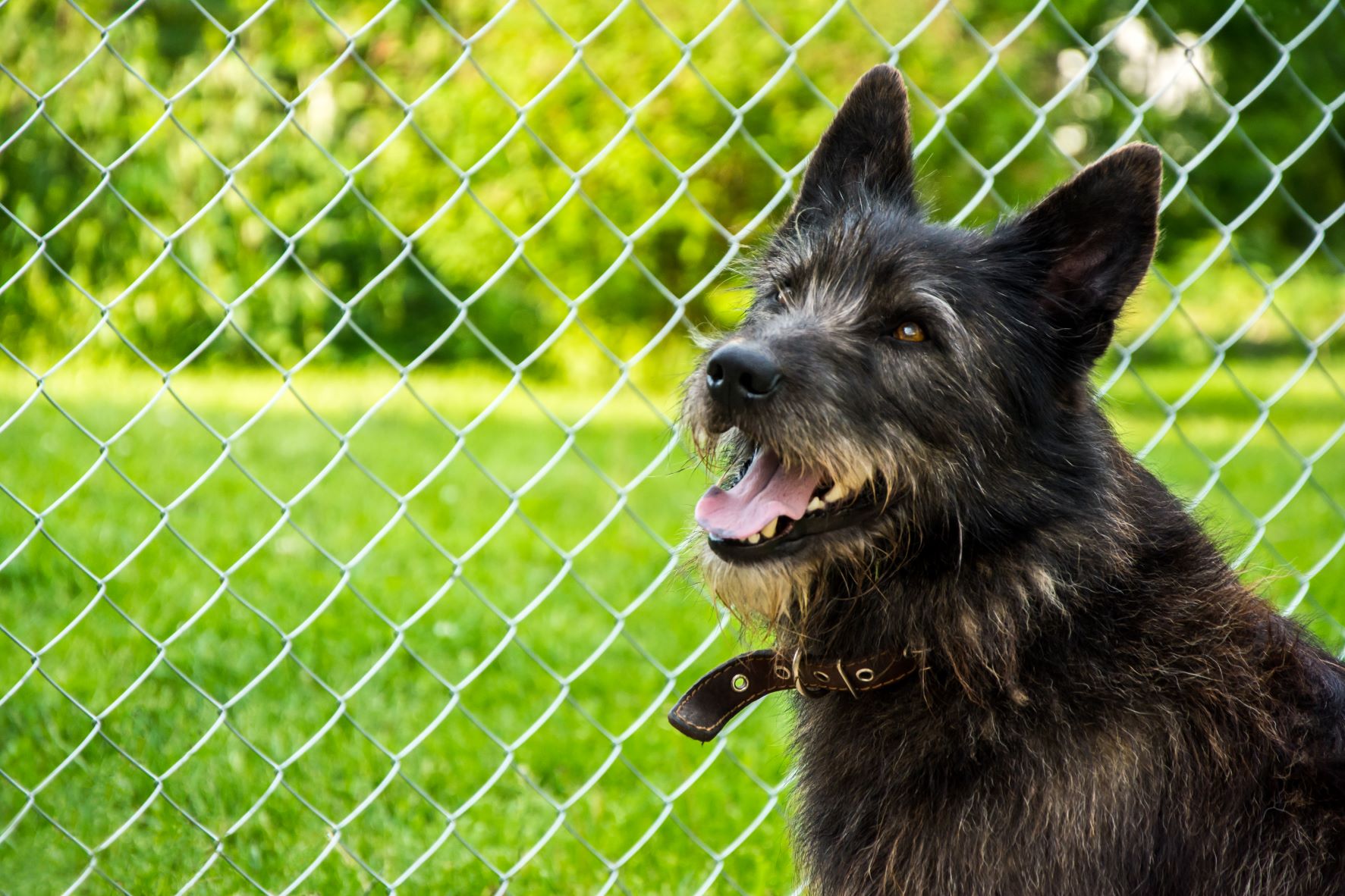 Top Fence Options for Large Pets
