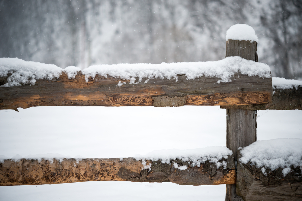 The Best Way To Weatherproof Your Fence
