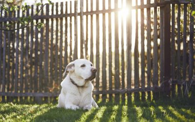 A Fence Guide For Pet Owners