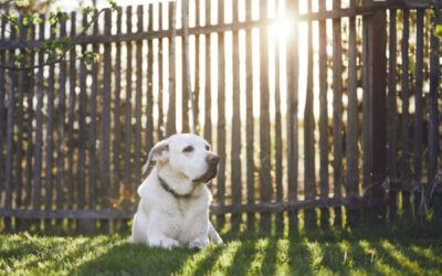 Dog Fence Installation Bucks County PA: A Complete Guide for Pet Owners