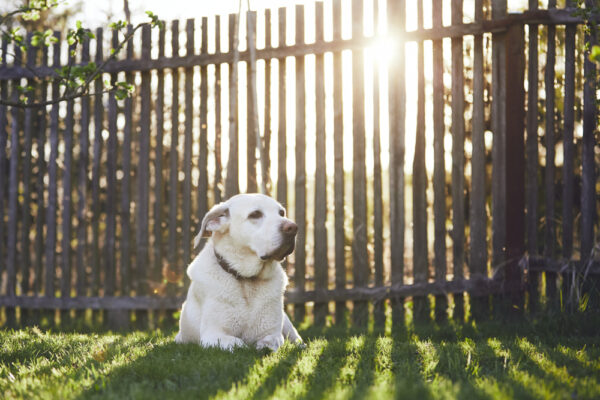 Dog Fence Installation Bucks County PA | Hilltop Farm
